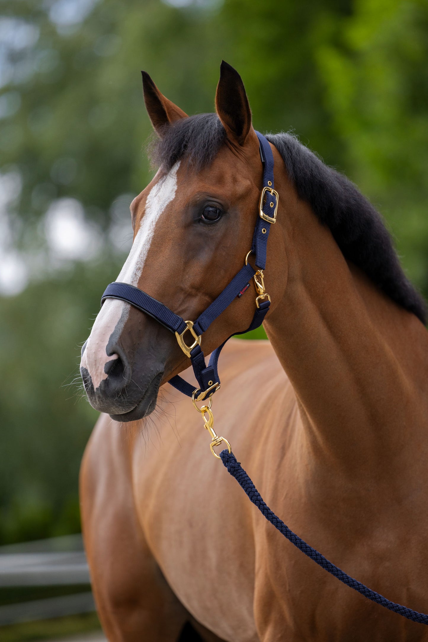 Oder TopLine, mornarica, pony