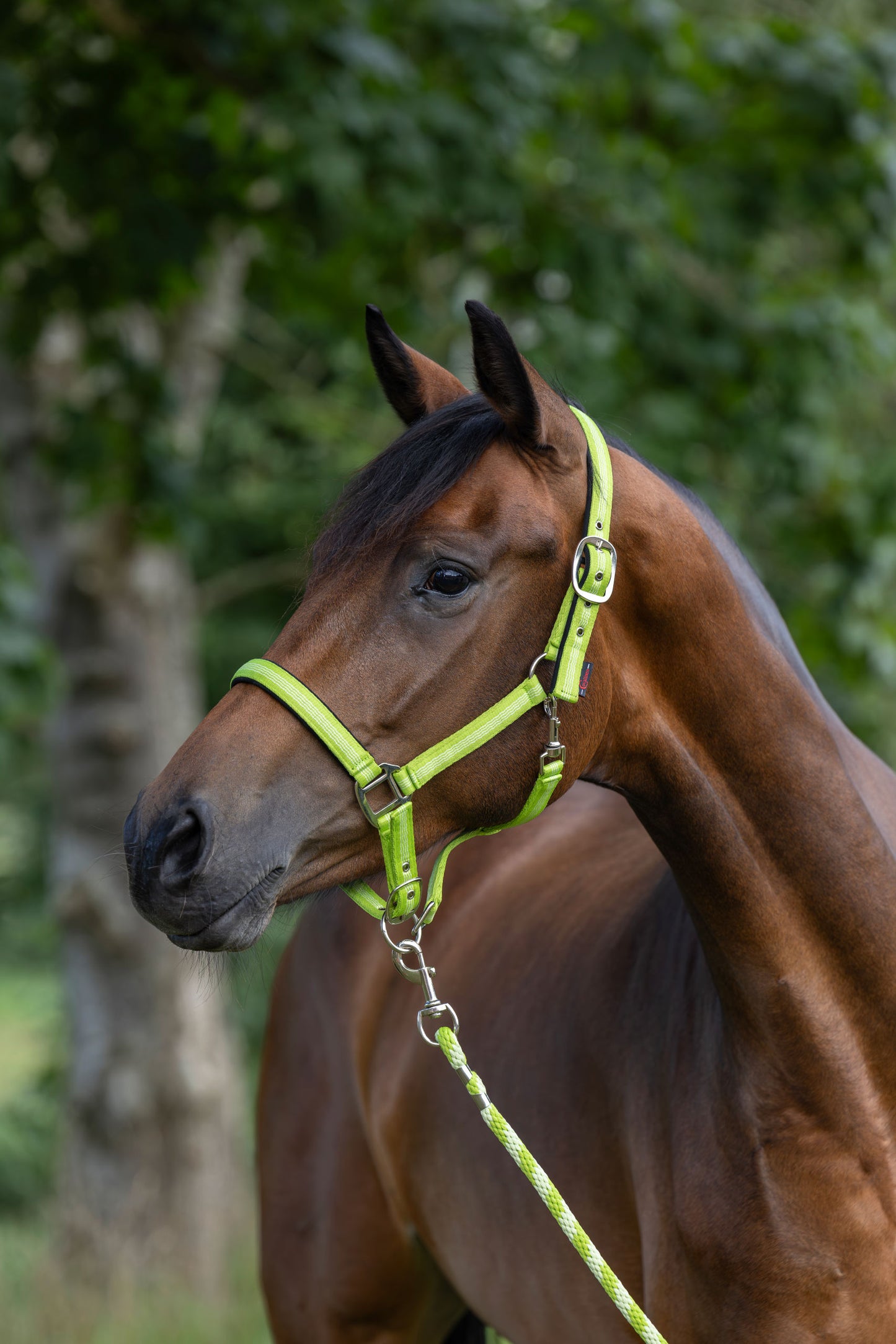 Komat Mustang, zelen, XFull