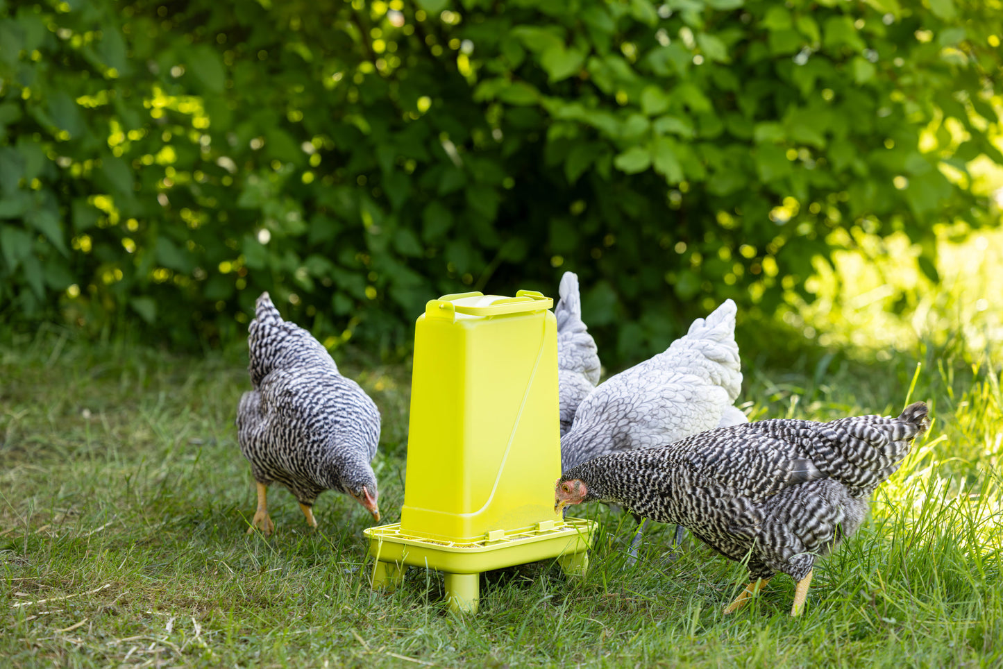 Avtomatski podajalnik 5,5l zel pravokotna, plastična