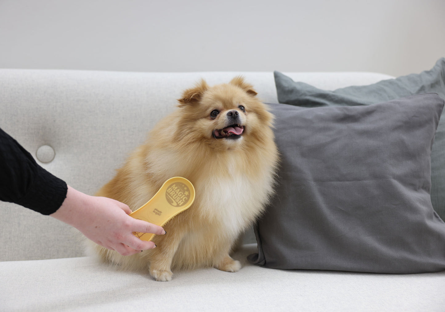 Magic Brush DOG golden