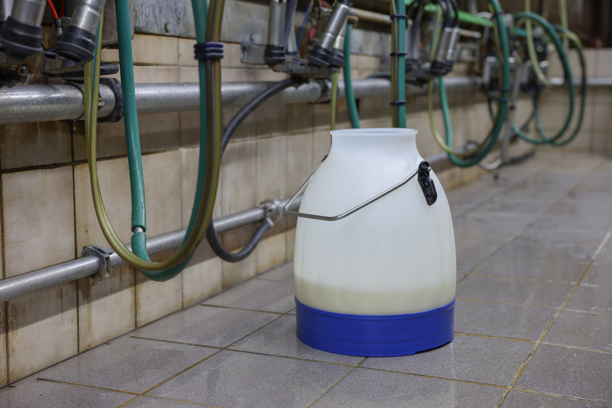 VEDRO za molžo prosojno - modro dno 30l