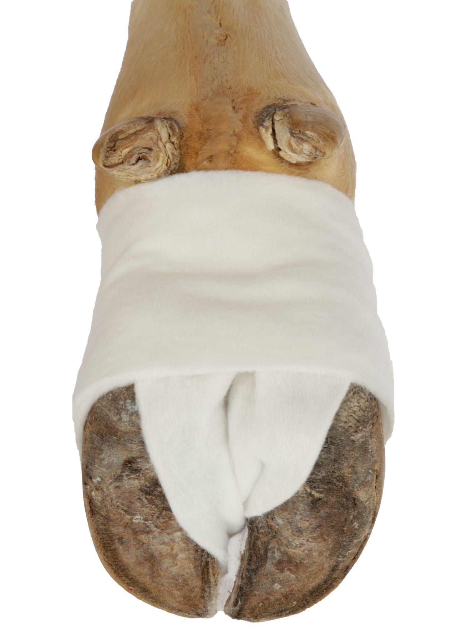 POVOJ oblazinjen CottinoStar 10cm x 3m (6 kos)