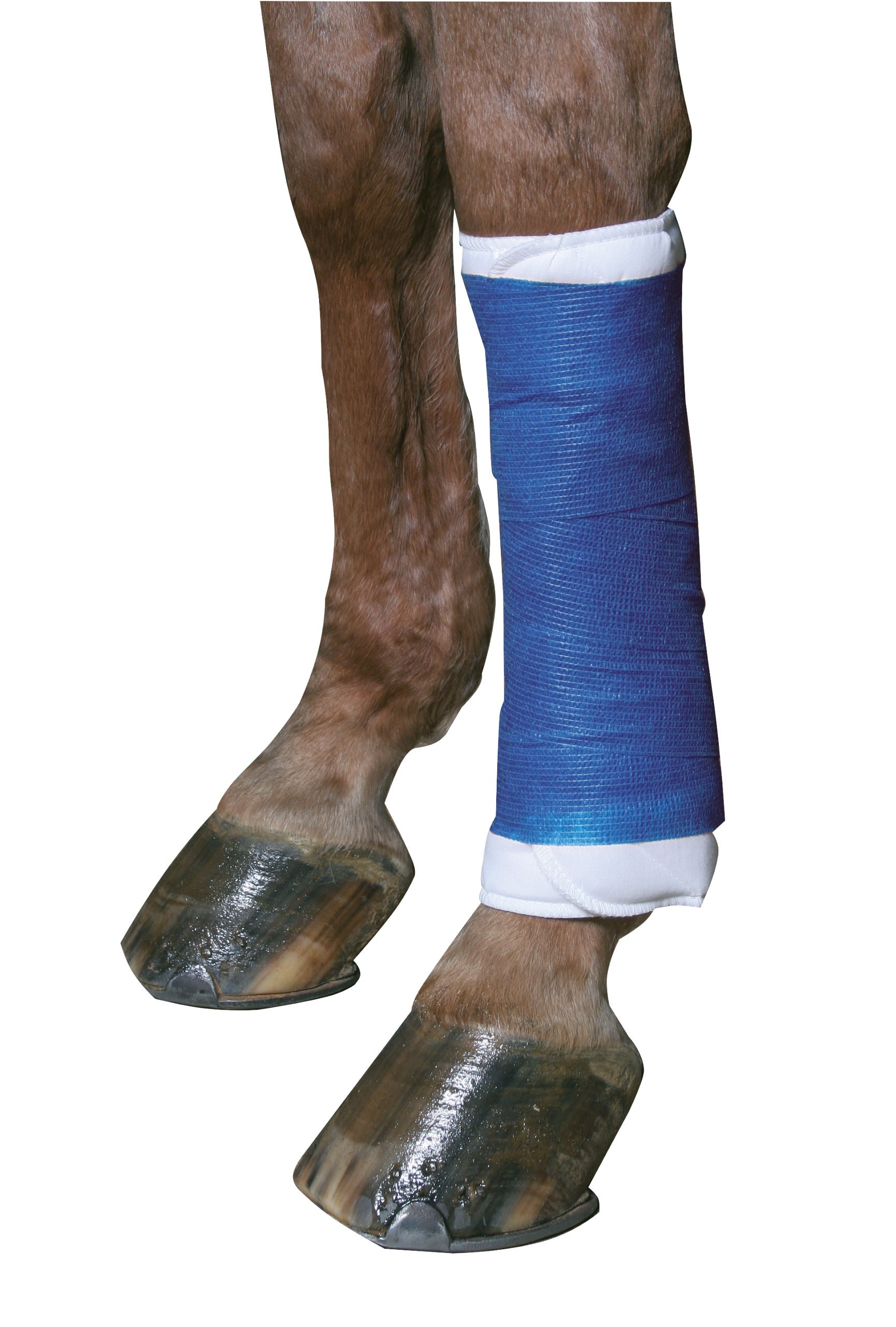 EquiLastic samolepilna Povoj, širine 10 cm, moder