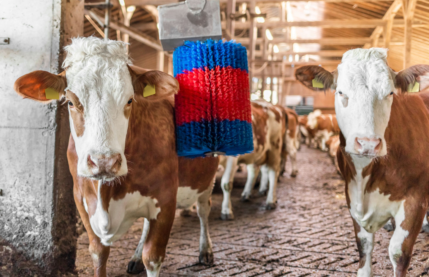 Stroj za čiščenje krav HAPPYCO midi gugalnica