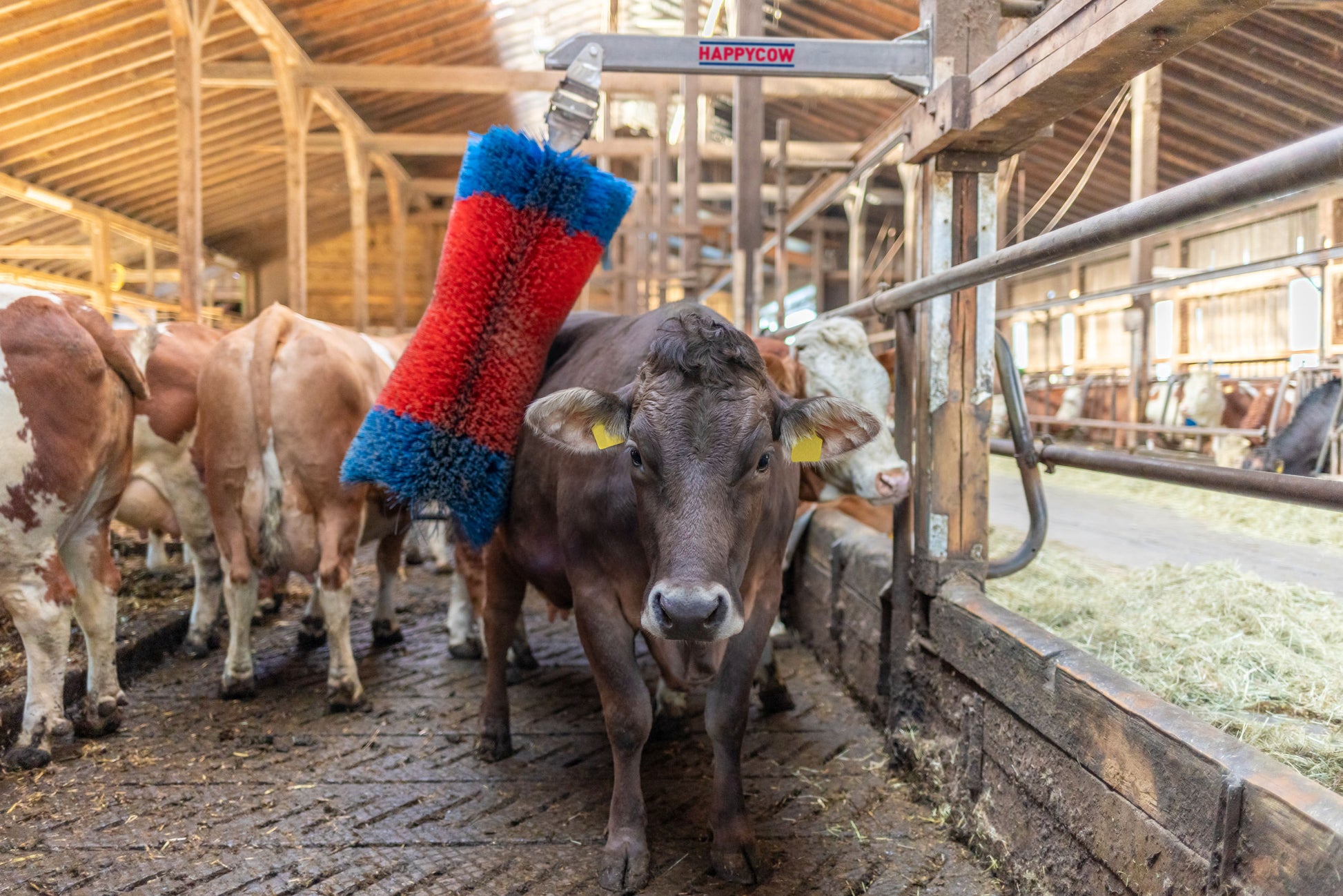 Krtača za govedo HAPPYCOW Free MaxiSwing