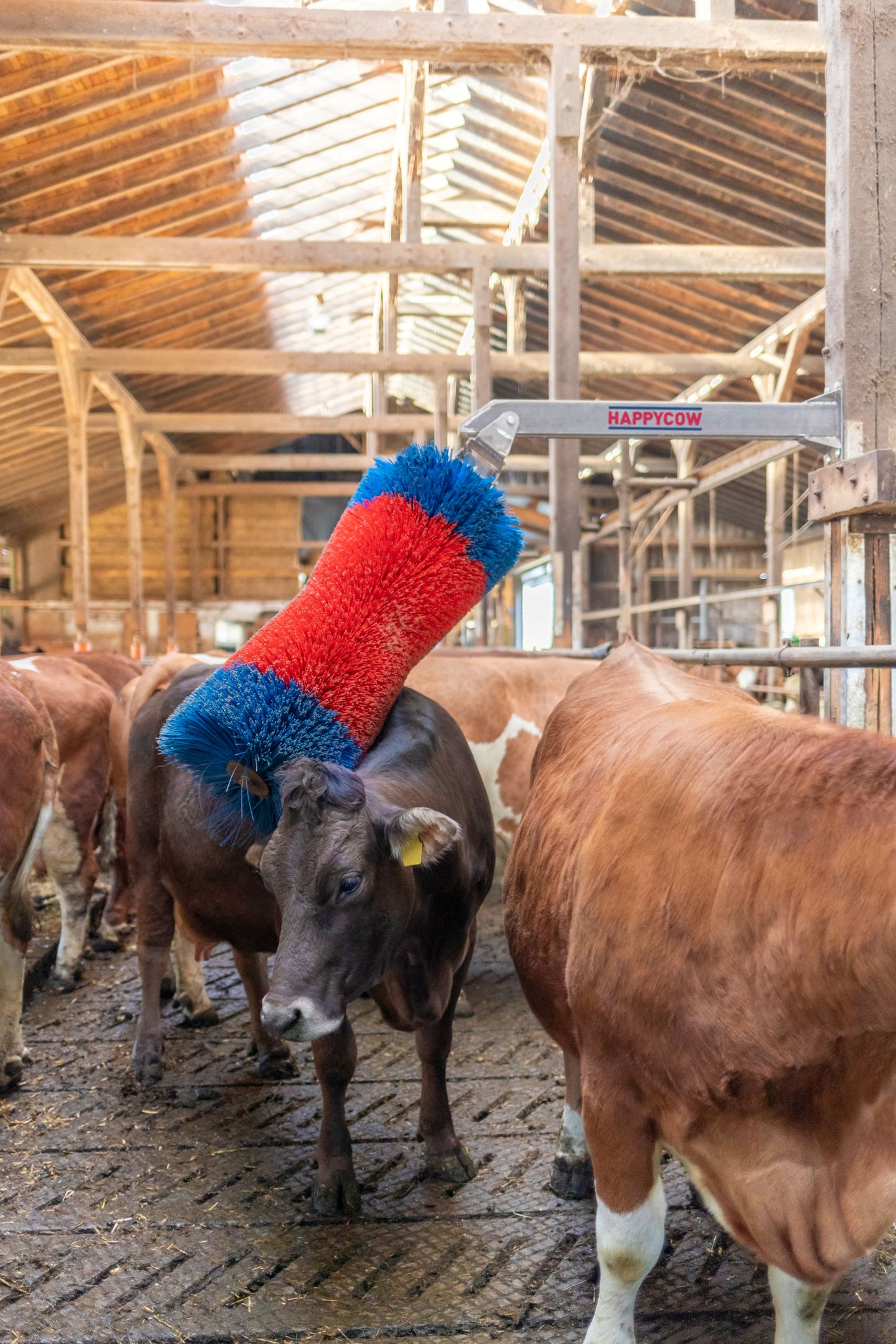 Krtača za govedo HAPPYCOW Free MaxiSwing