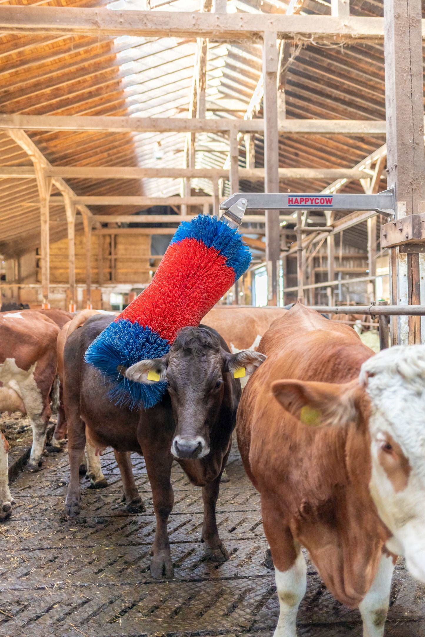 Krtača za govedo HAPPYCOW Free MaxiSwing