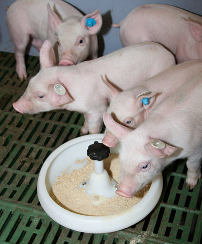 KRMILNIK za pujske - 2,5l z J-kavljem