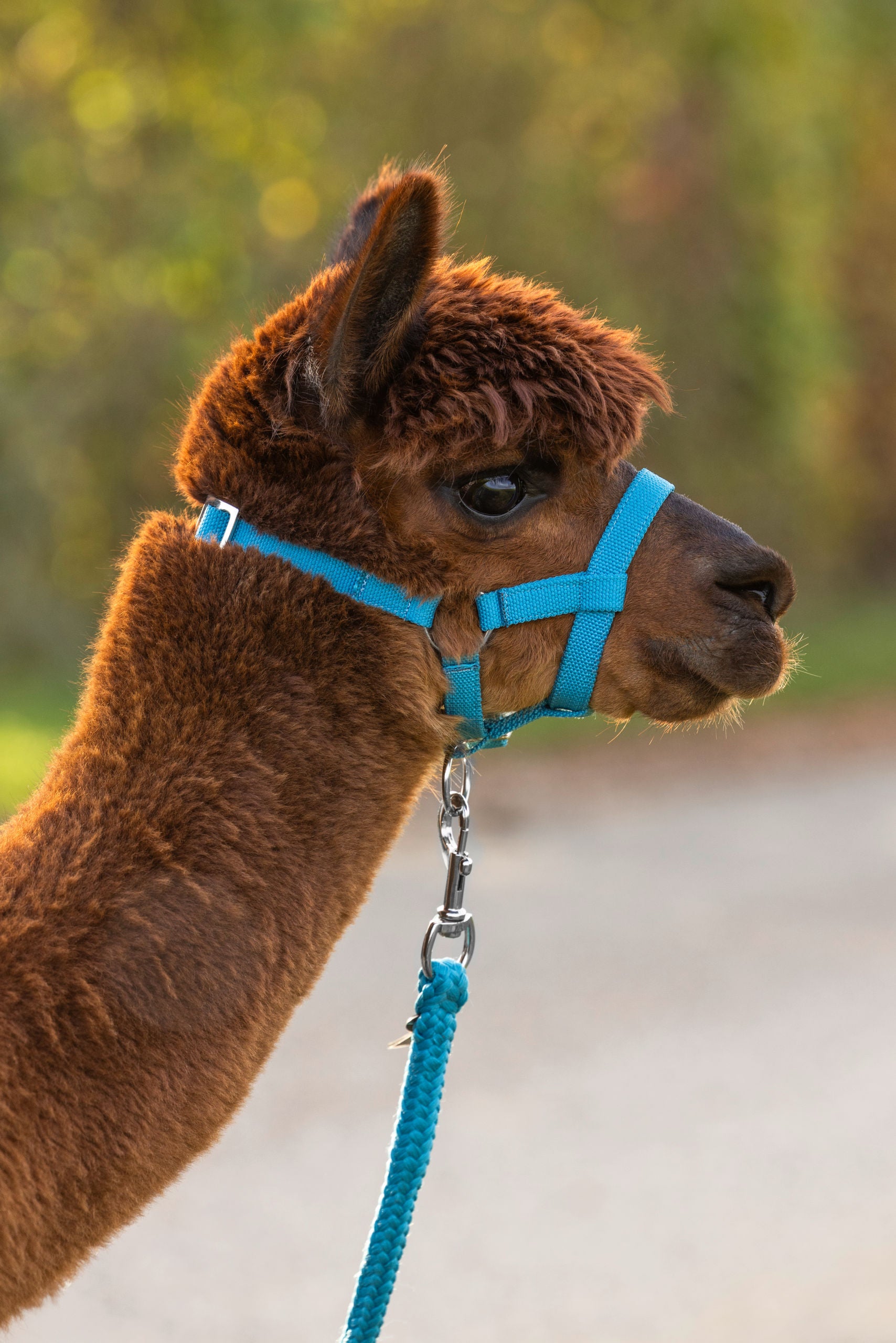 Oglavnik za alpake, nastavljiv modre barve, 20mm PP