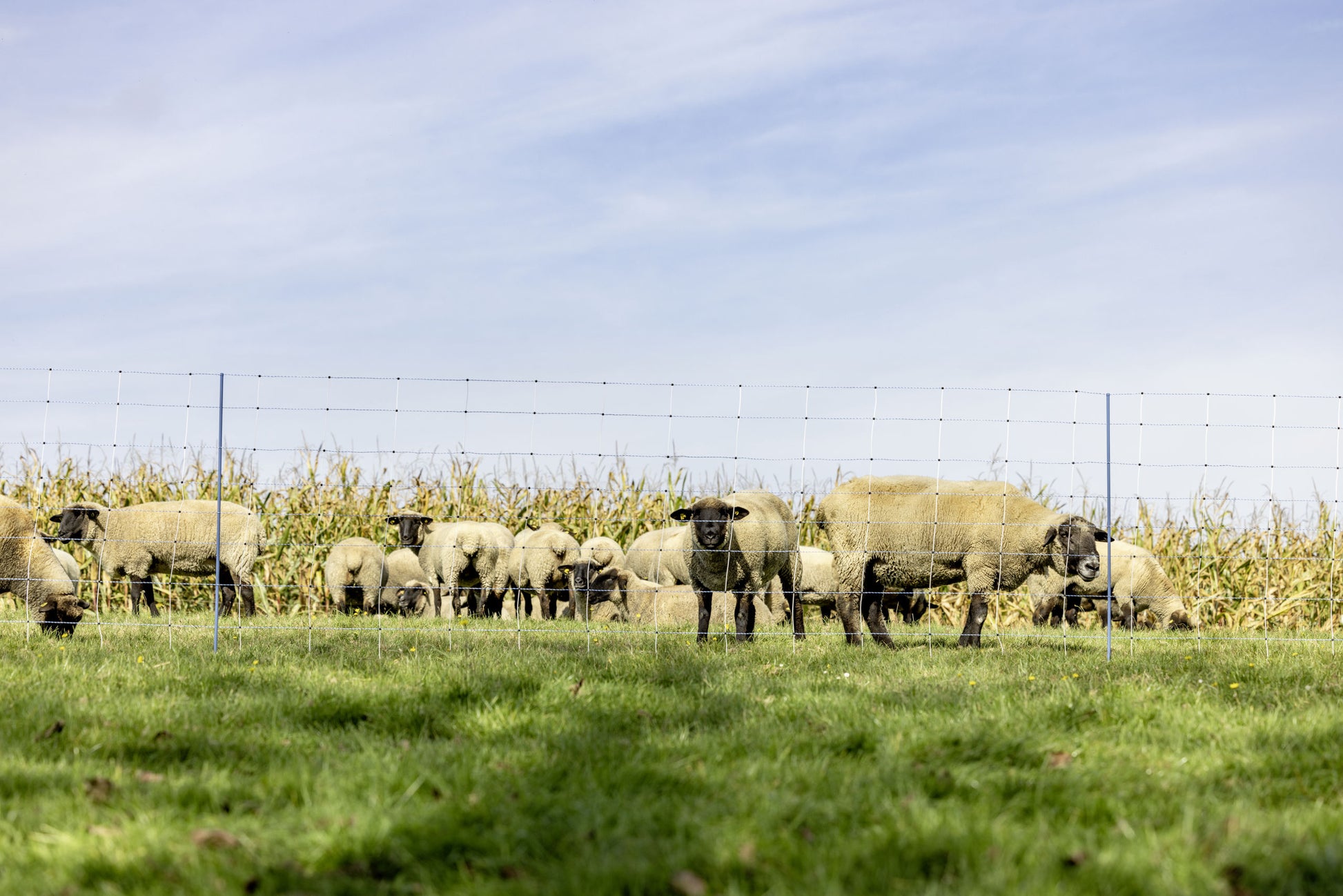 TitanNet Premium, plet., 50 m modra/bela, 122cm, enojna kon.