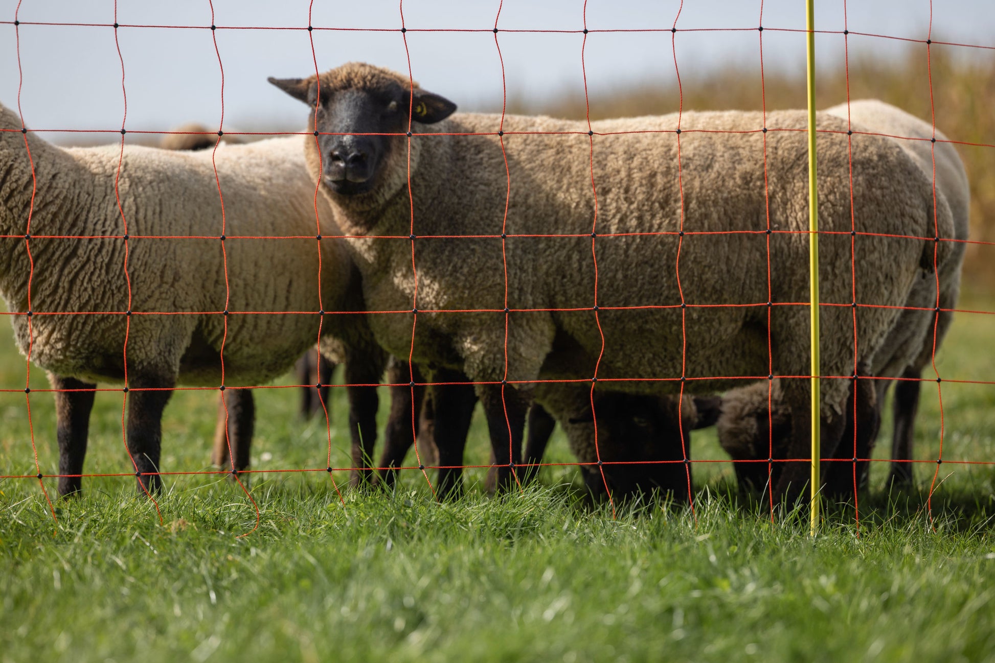 Mreža za ovce, 50m, oranžna, višina: 90 cm - dvojna konica