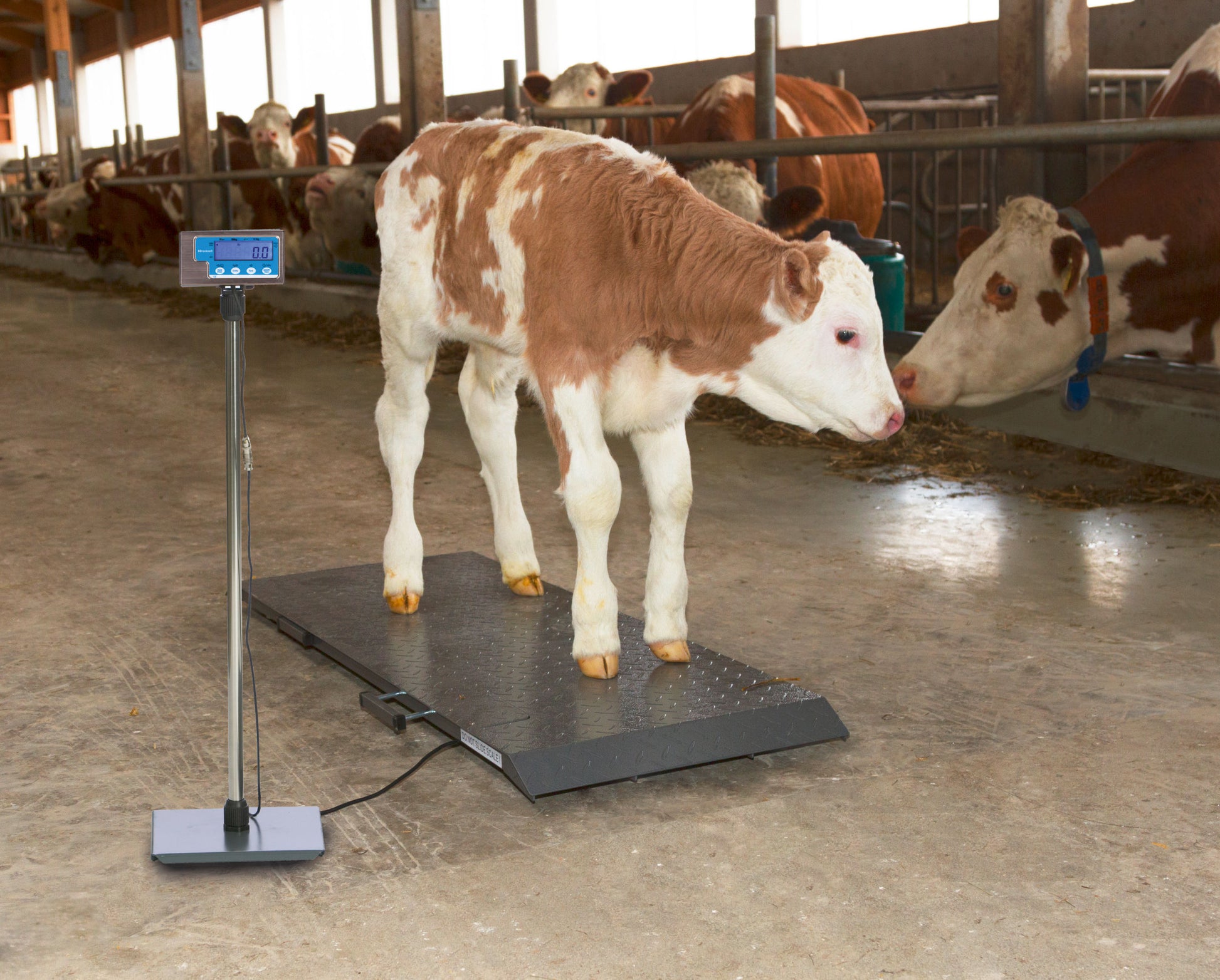 TEHTNICA talna digitalna PS1000 -  500kg