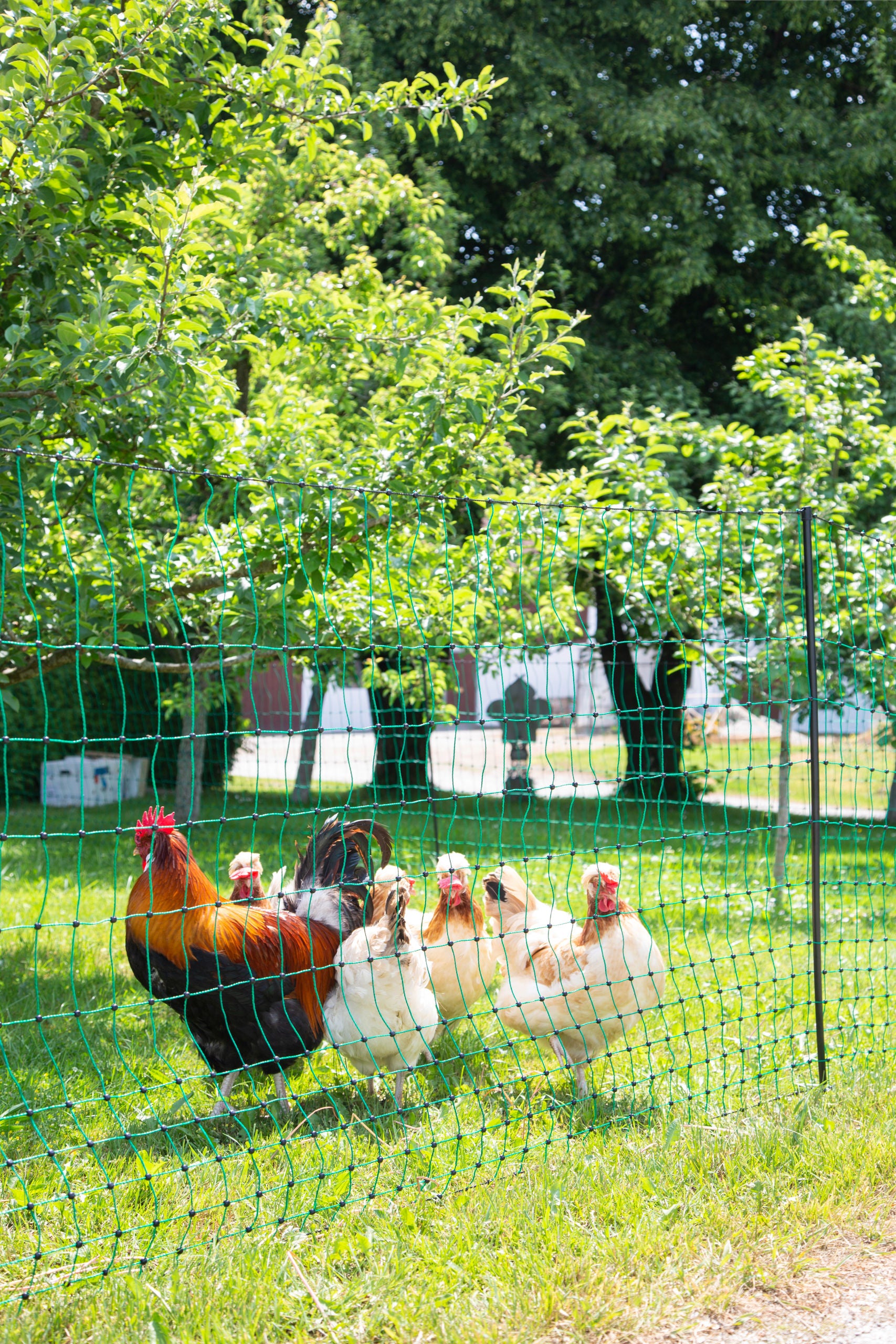 MREŽA za perutnino 106cm enojna NEelkt.- 50m