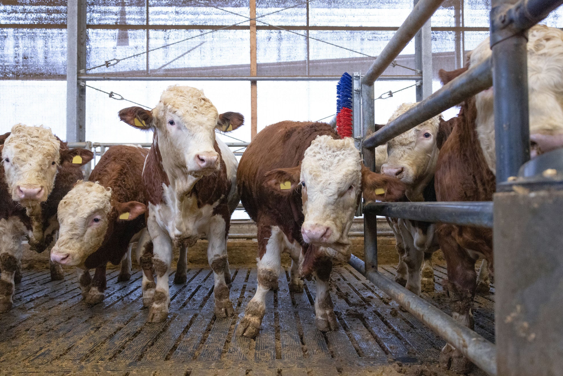 Krtaca za praskanje Bully, 90x 30cm, za pitanje goveda ITW