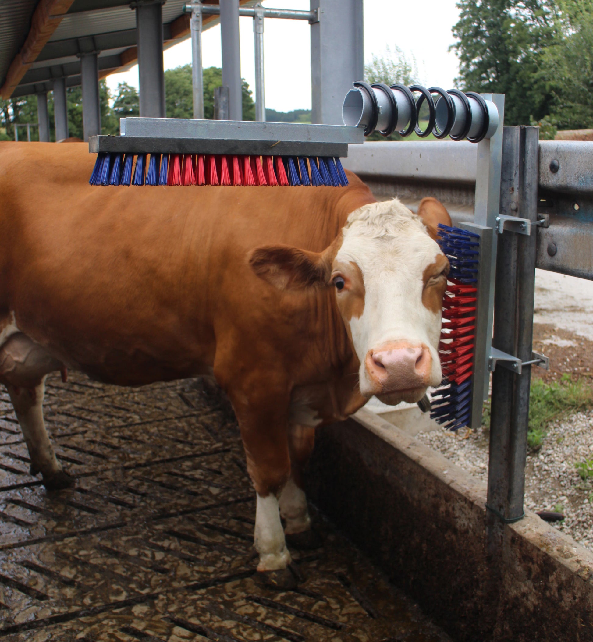 Krtača za živino Lotte EURO - FARM