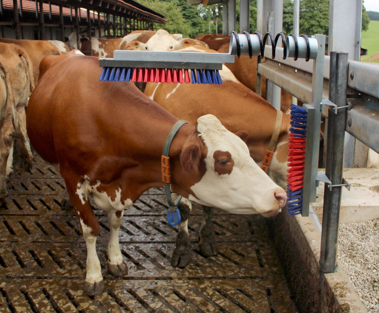 Krtača za živino Lotte EURO - FARM