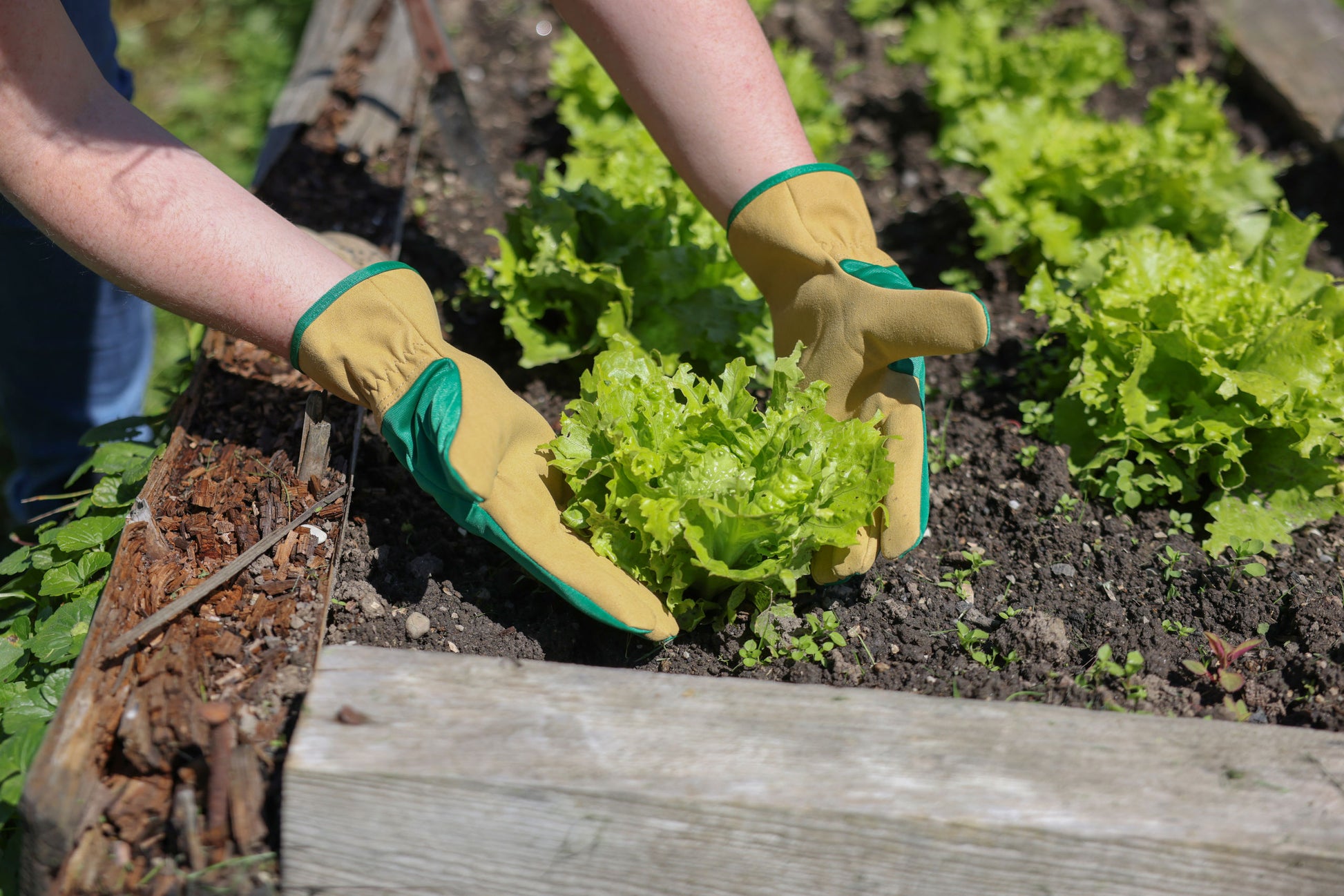 Rokavica Gardener vel. 7 zelena-rjava, mikrovlakna