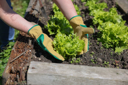 Rokavica Gardener vel. 9 zelena-rjava, mikrovlakna
