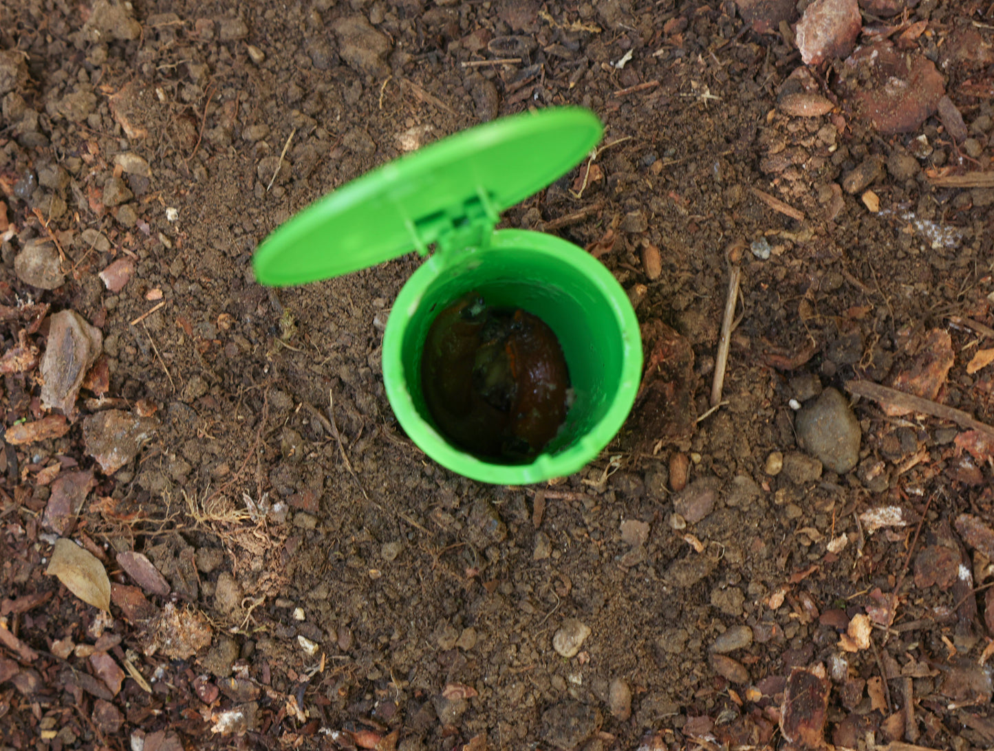 CIT past za polže SnailBowl