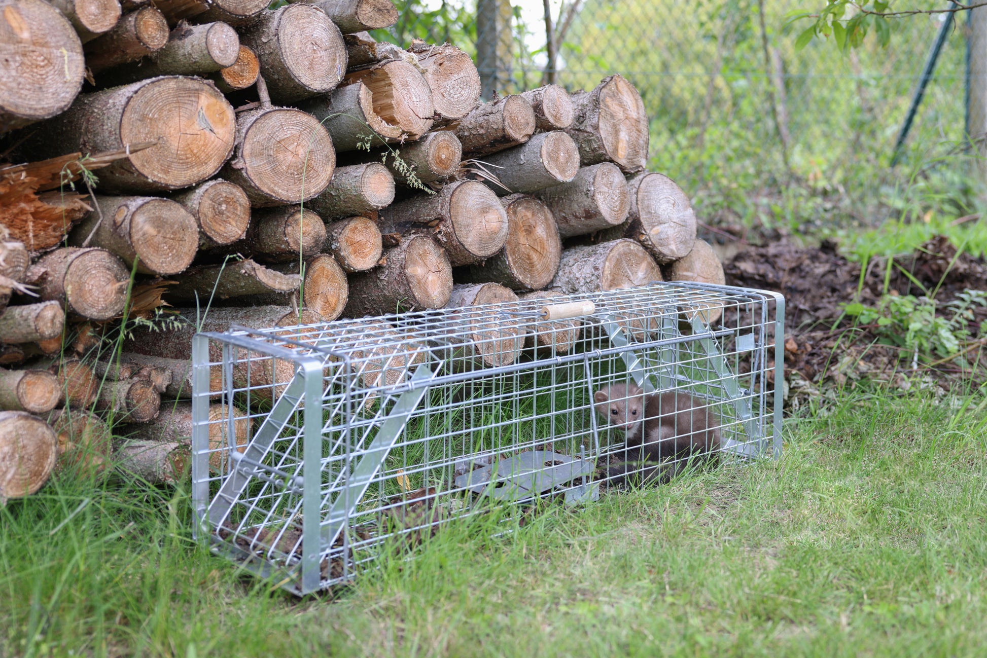 PAST žicnata Predator Alive Super - 105 × 26 × 30cm