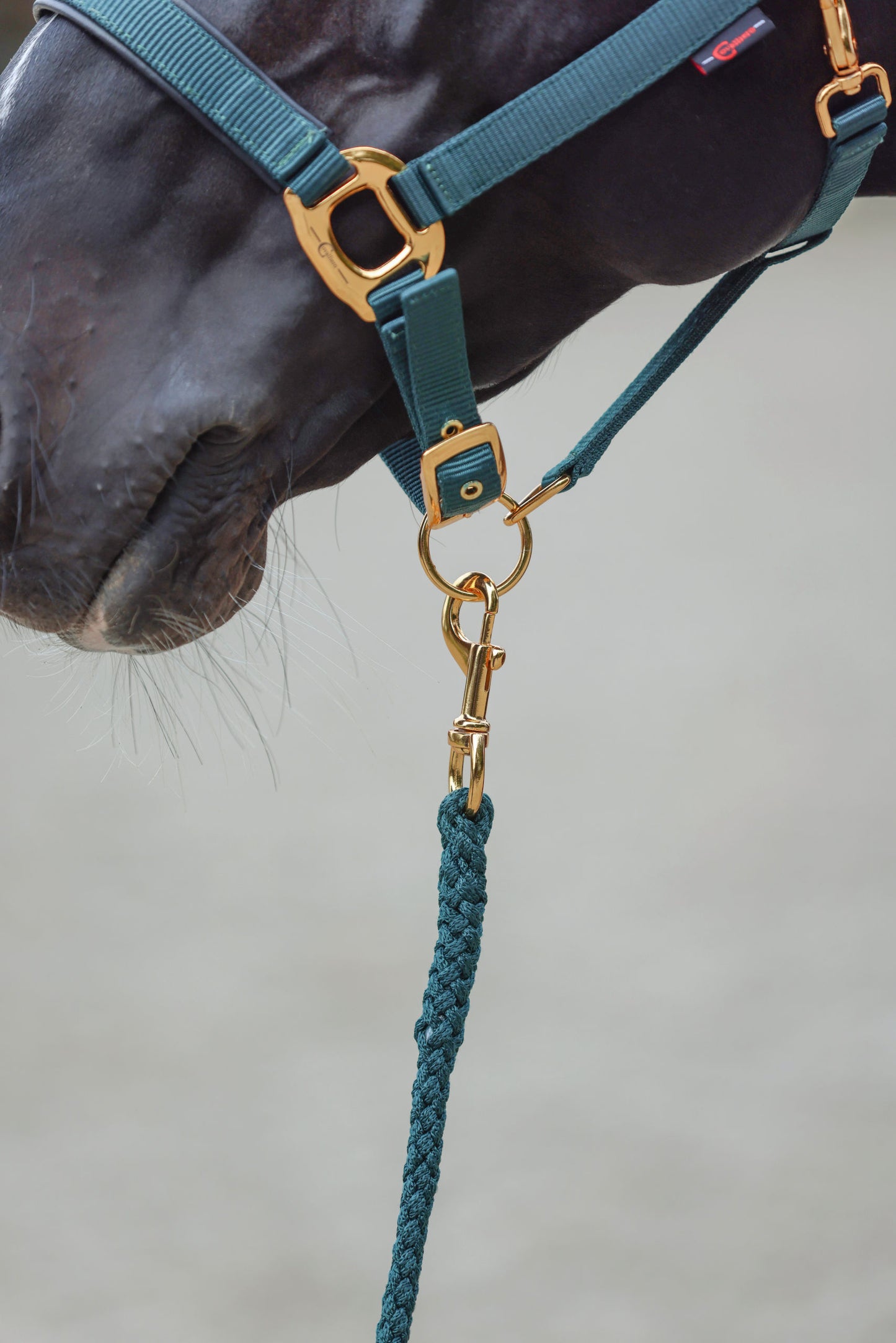 Svincarska vrv TopLine, gozdna Snap hook