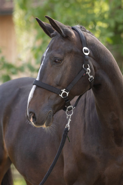 Oglavnik Doria, black Pony