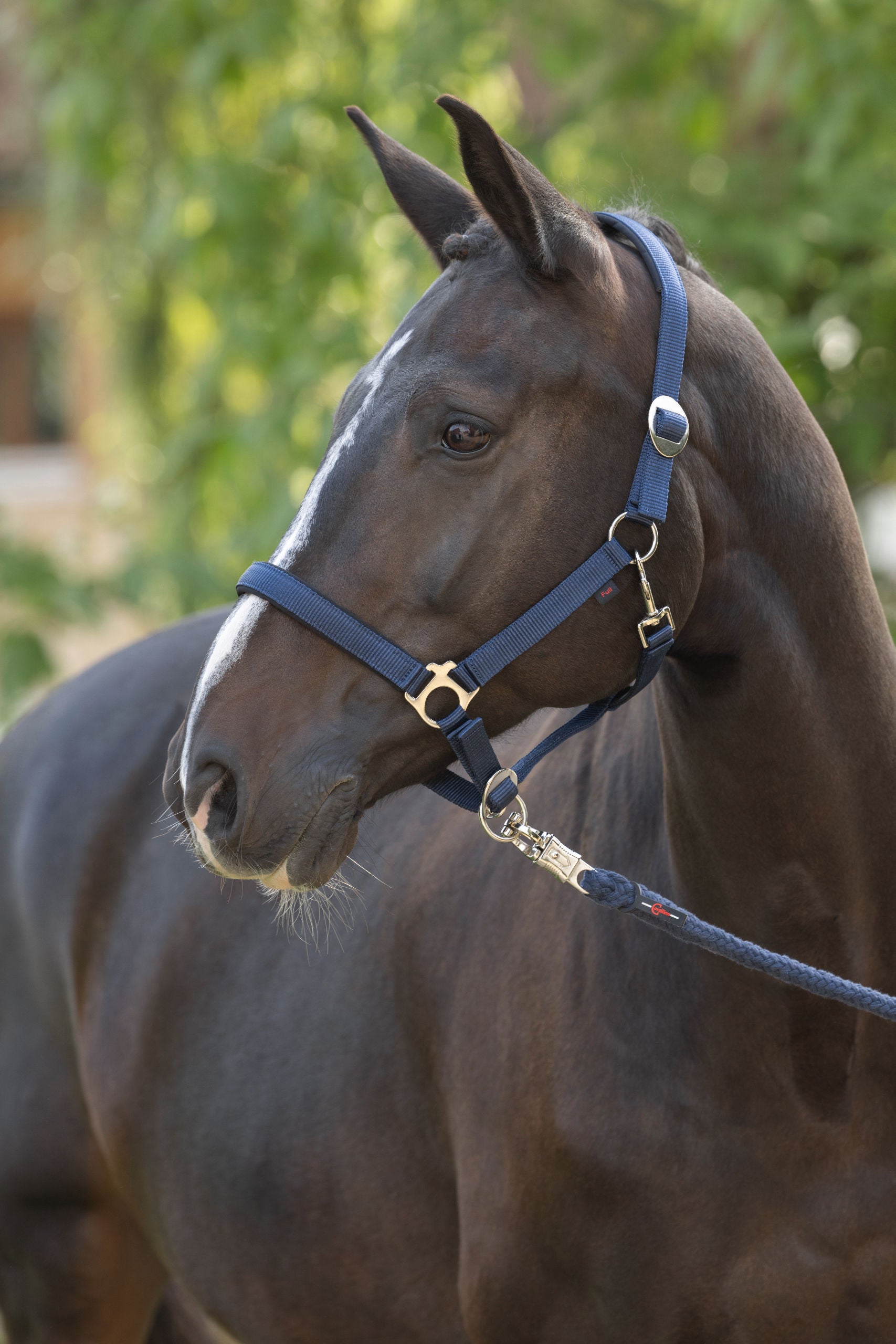 Oglavnik Doria, navy Pony