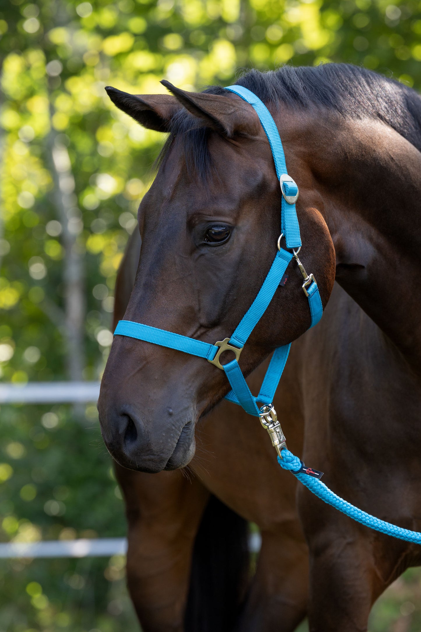 Oglavnik iz najlona Hippo, Pon