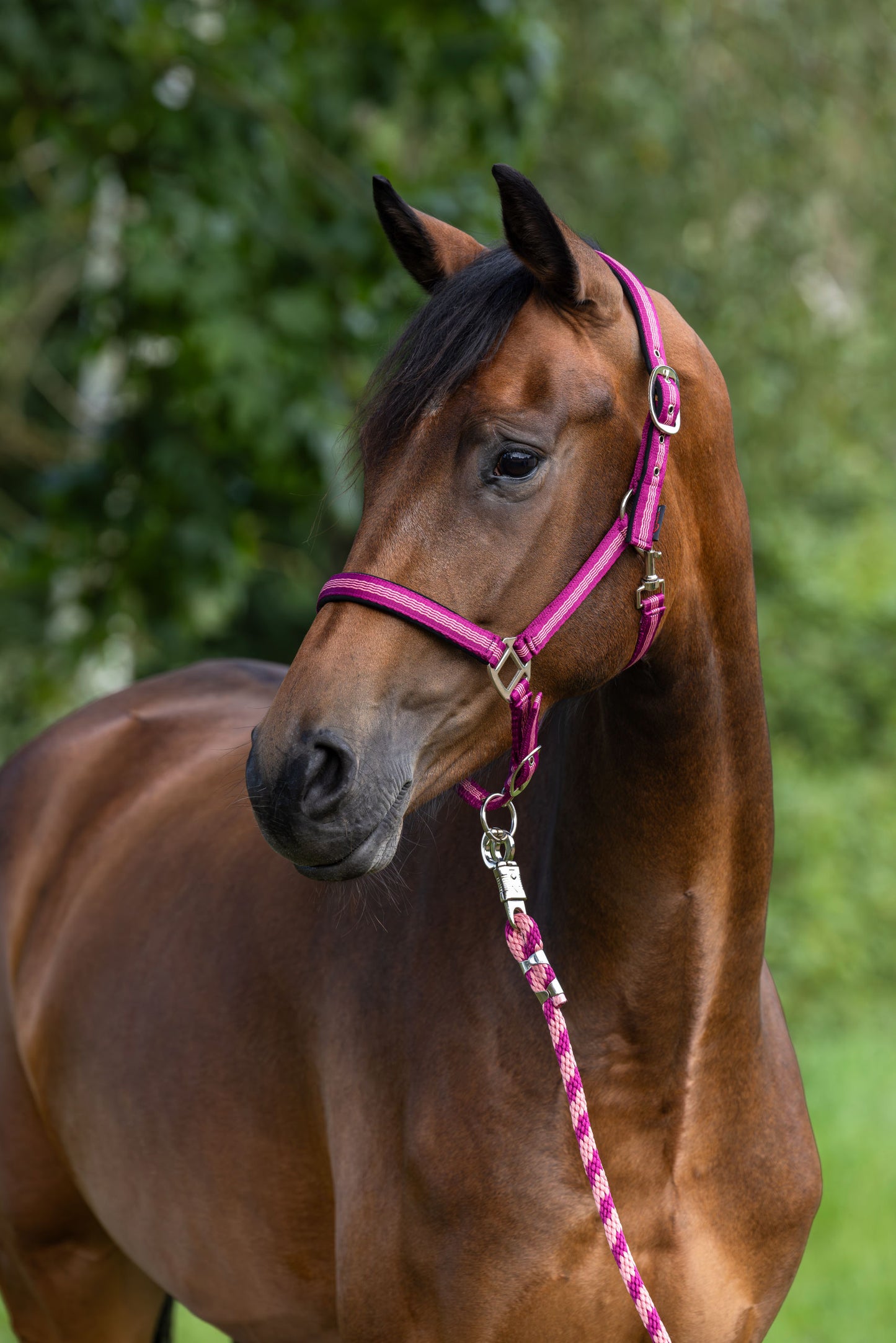 Ovratnik Mustang, robida, Pony