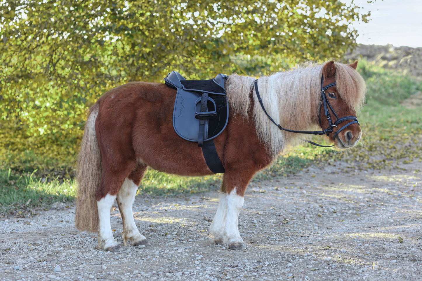 SEDLO Pony Economy - 15,0" crn (komplet)