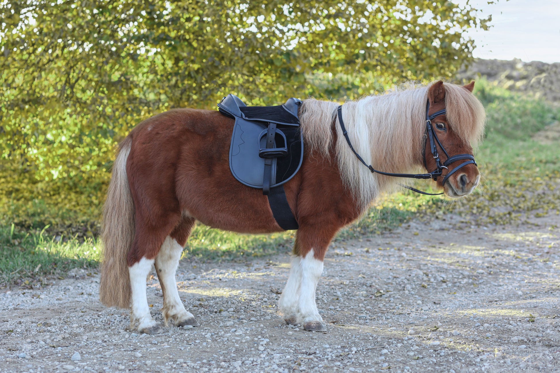 SEDLO Pony Economy - 15,0" crn (komplet)