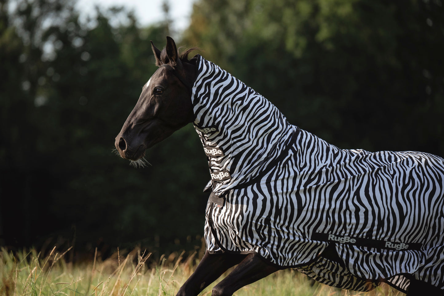 Leteca preproga zebra, vkljucno z vratnim delom, 125