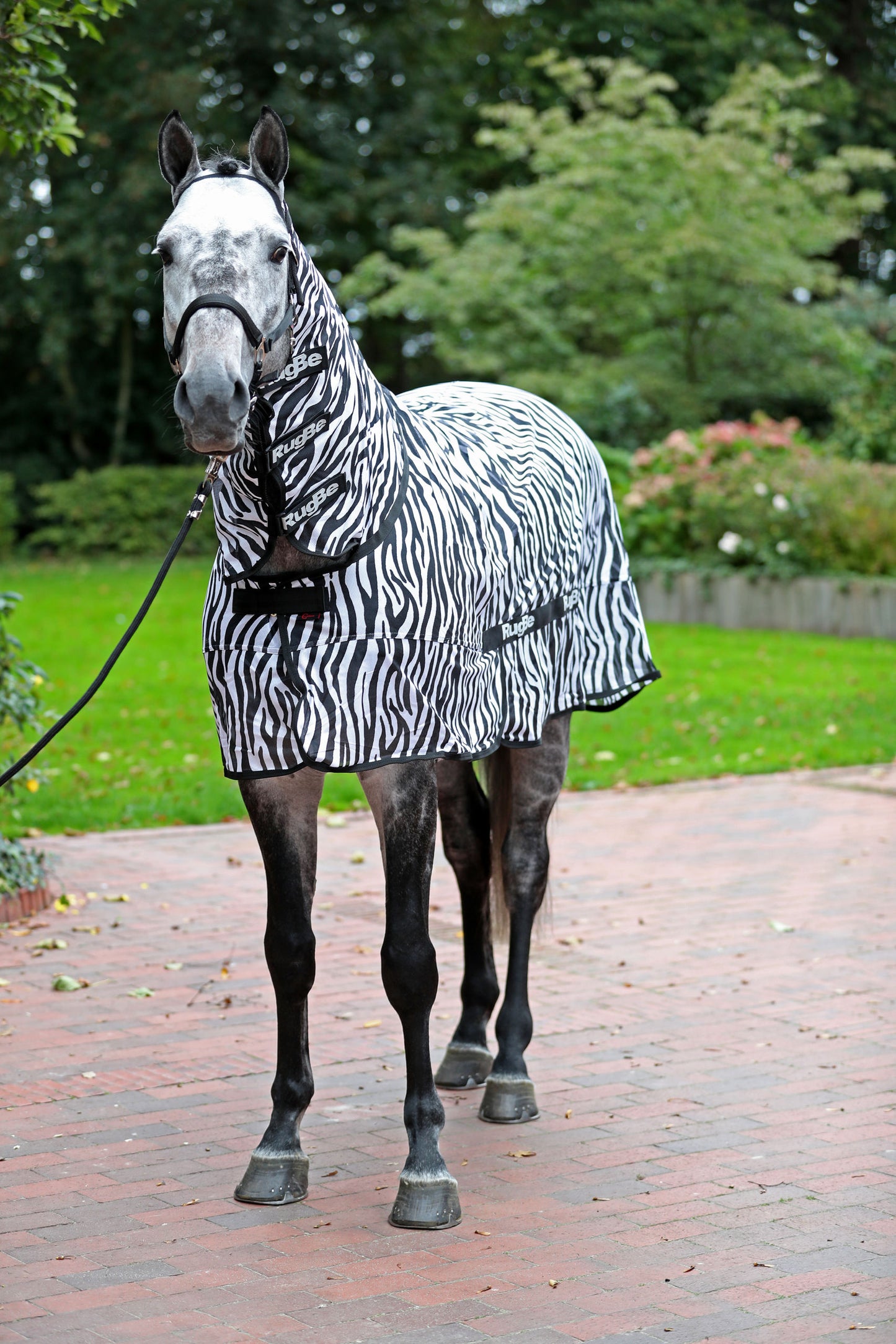 Leteca preproga zebra, vkljucno z vratnim delom, 125