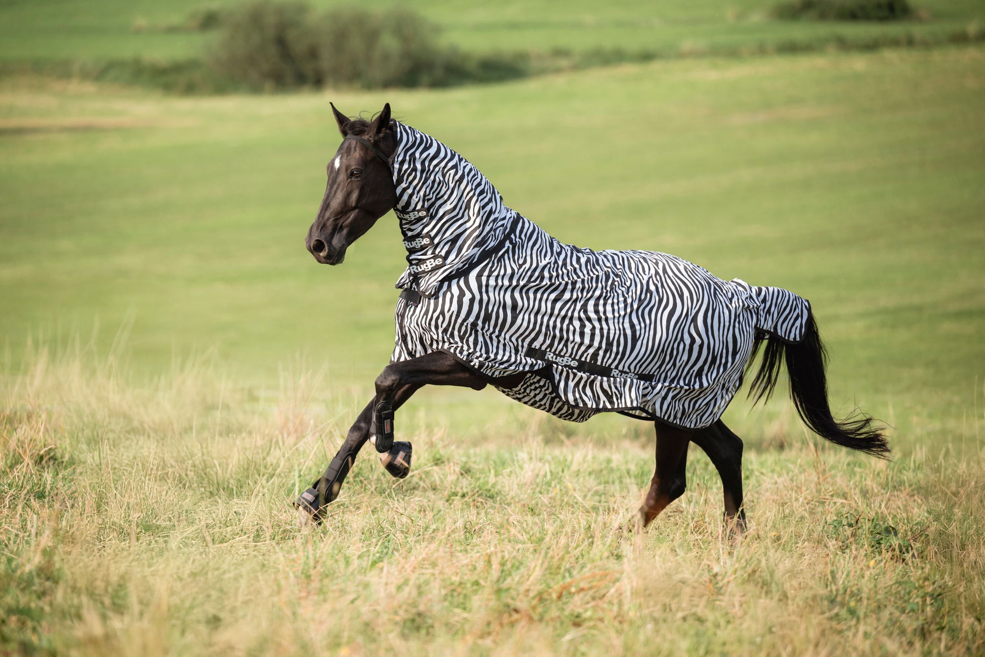 Leteca preproga zebra, vkljucno z vratnim delom, 155