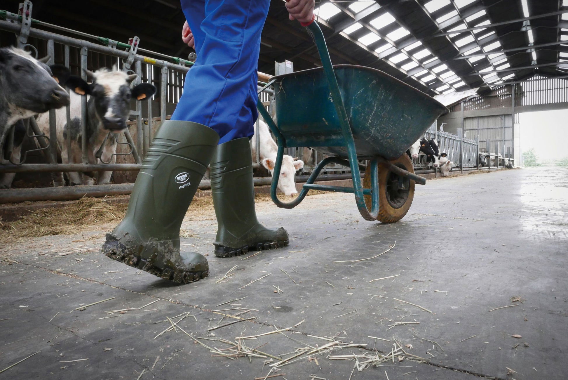ŠKORNJI zašcitni StepliteX 43