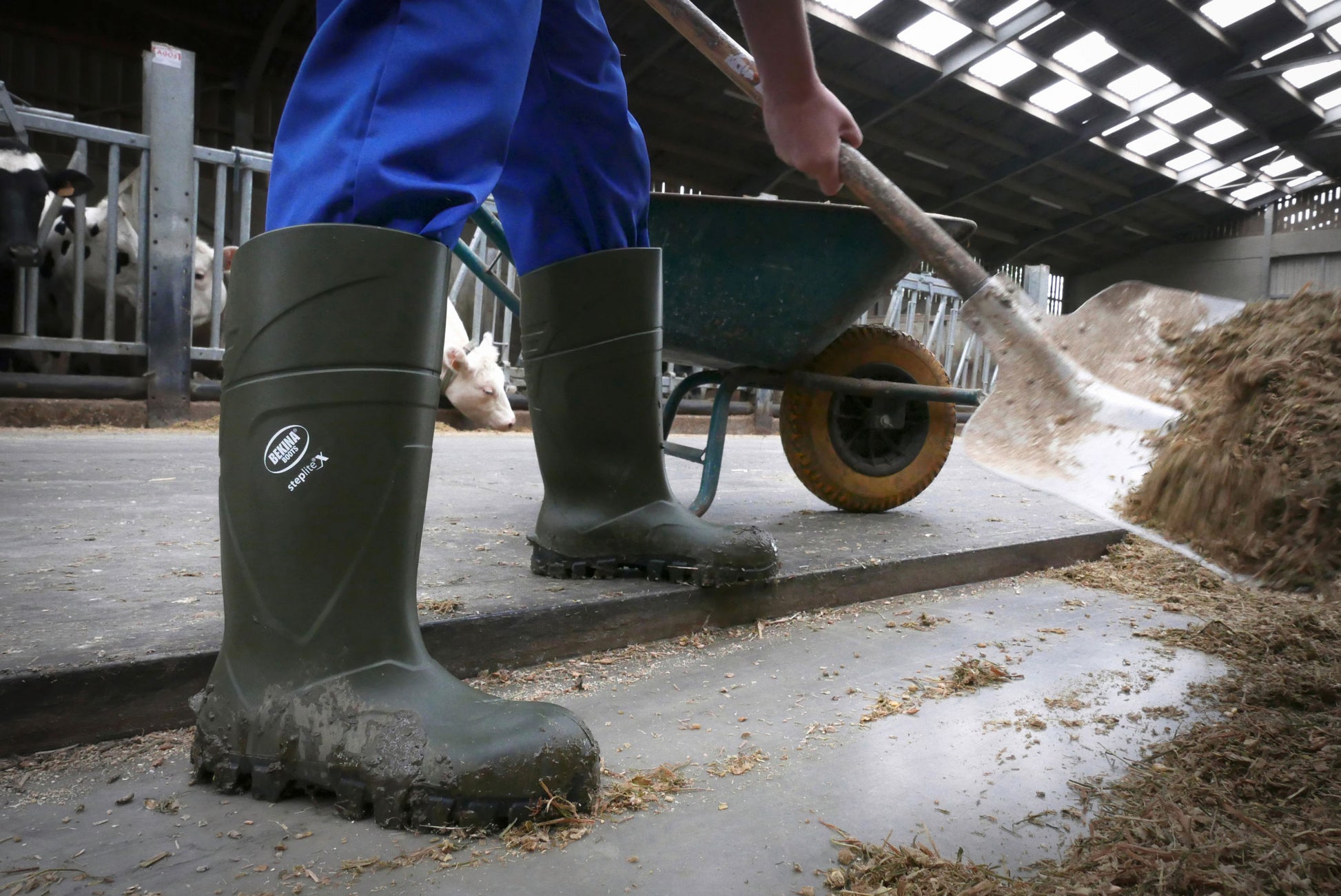 ŠKORNJI zašcitni StepliteX 47