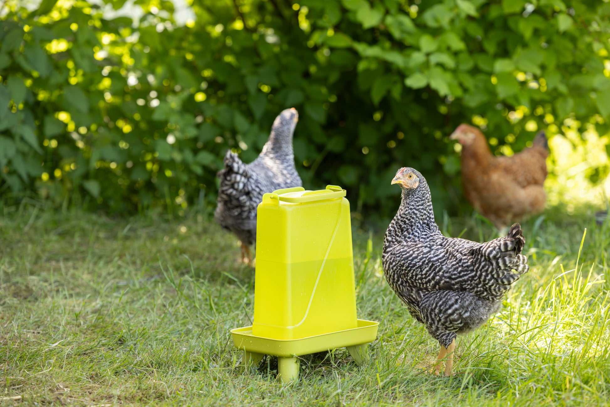 Napajalnik za perutnino 5,5 l pravokotna, plastična