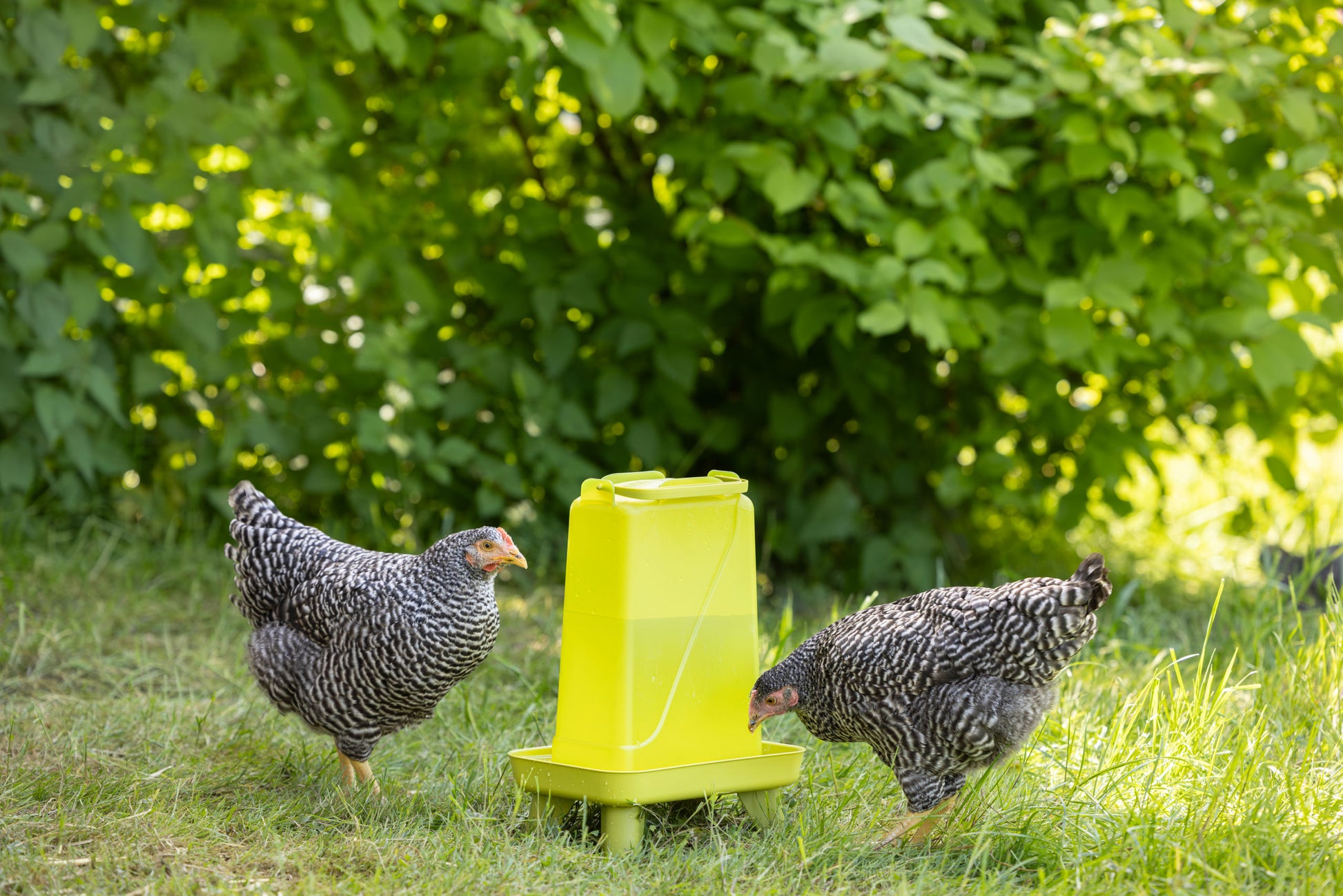 Napajalnik za perutnino 5,5 l pravokotna, plastična