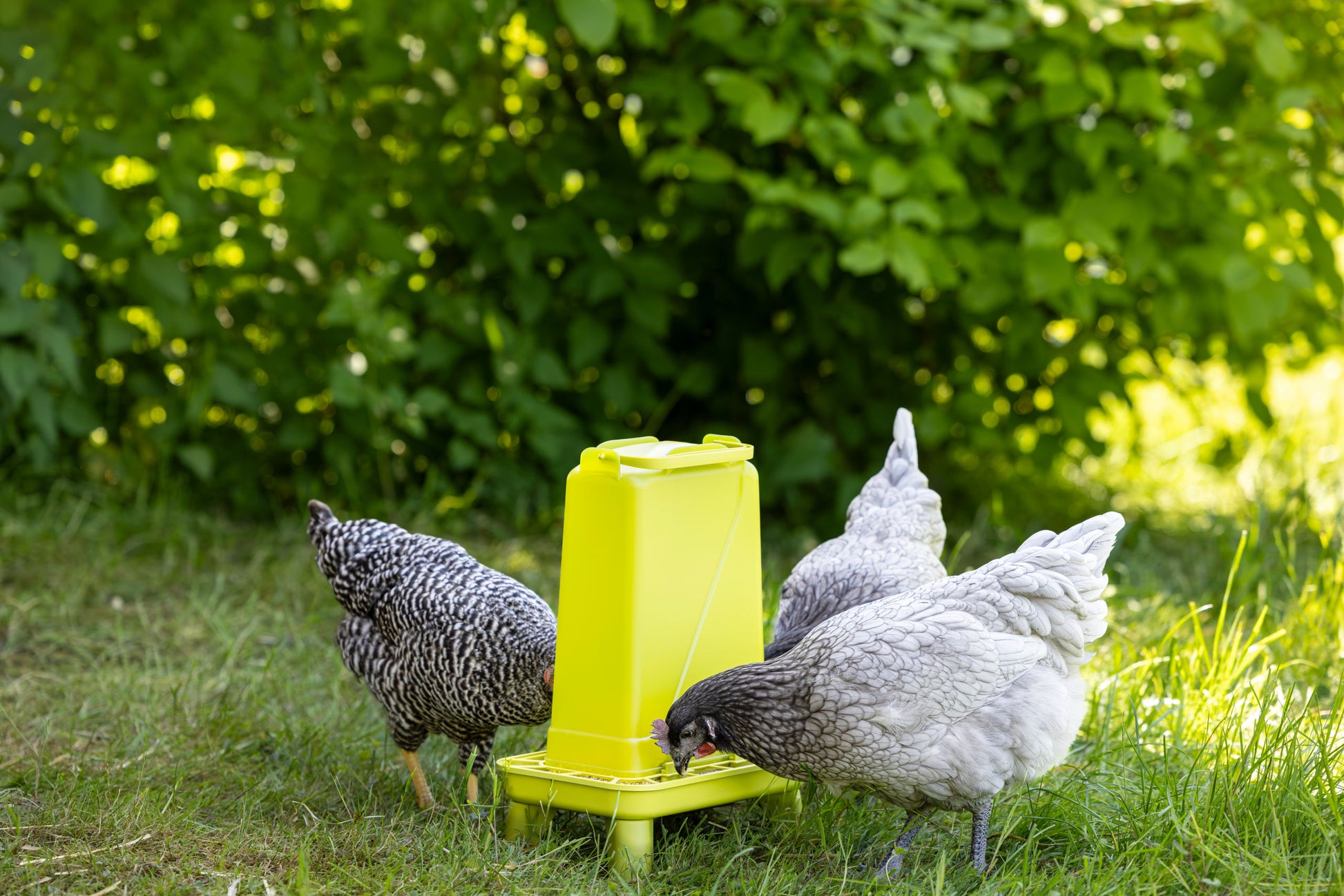 Avtomatski podajalnik 5,5l zel pravokotna, plastična