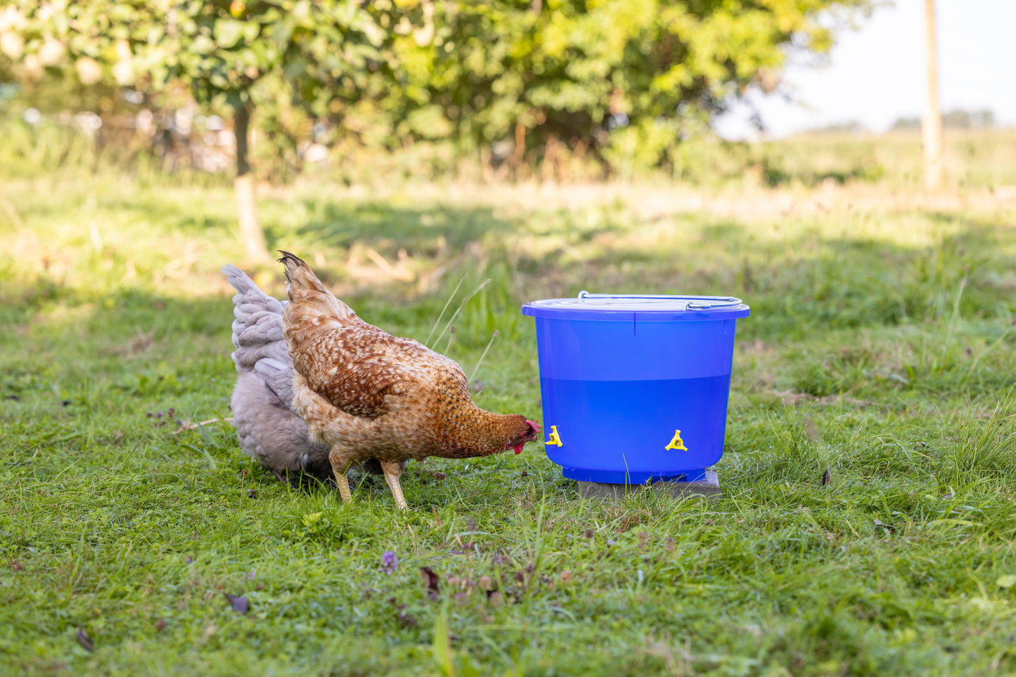Vedro za napajanje za perutnin modra prozorna, s 4 nastavki