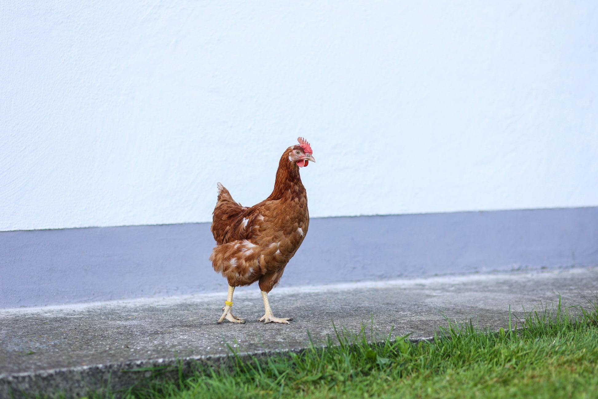 Spiralni obroč, 20 mm, mešan, 100 kosov/pakiranje, 25 kosov/
