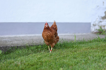 SPONKE za oznacevanje 16mm (5×20kos) - mix