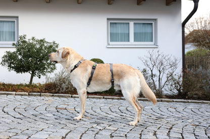 Varnostni pas Miami, siv, 20 m m, 48-70 cm