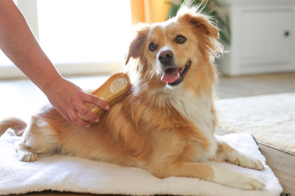 MagicBrush DOG soft sandstorm