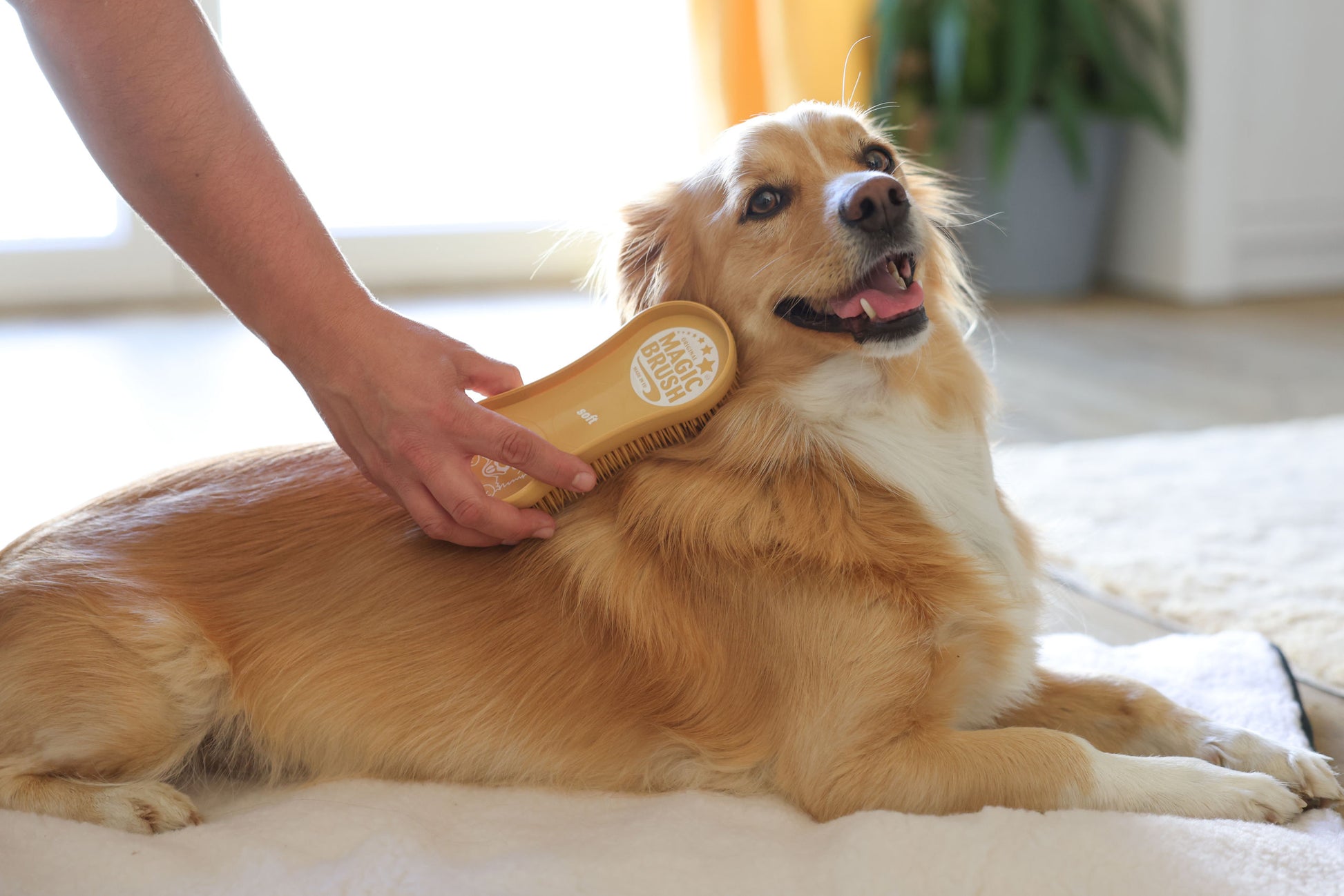 MagicBrush DOG soft sandstorm