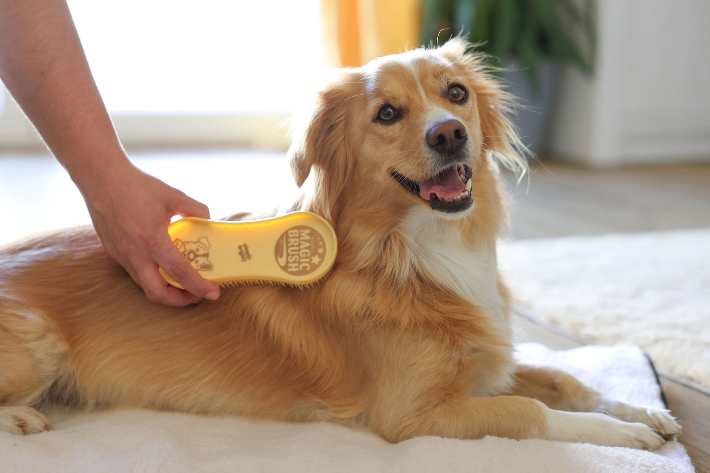 Magic Brush DOG golden