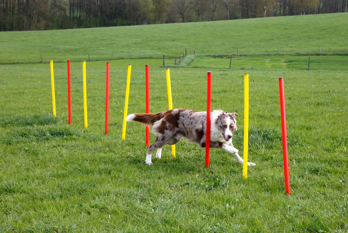 AGILITY spretnostni komplet za psa - rumen/rdec