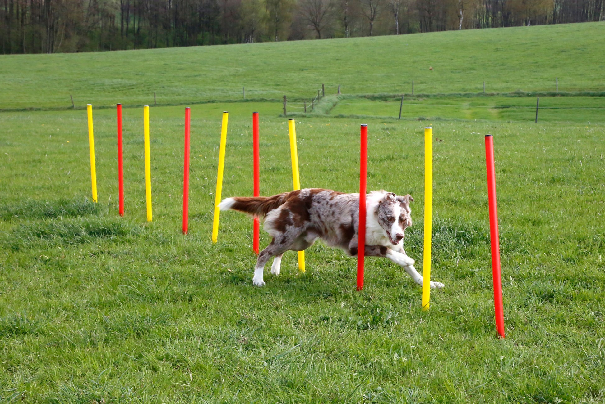 AGILITY spretnostni komplet za psa - rumen/rdec