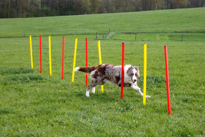 AGILITY spretnostni komplet za psa - rumen/rdec
