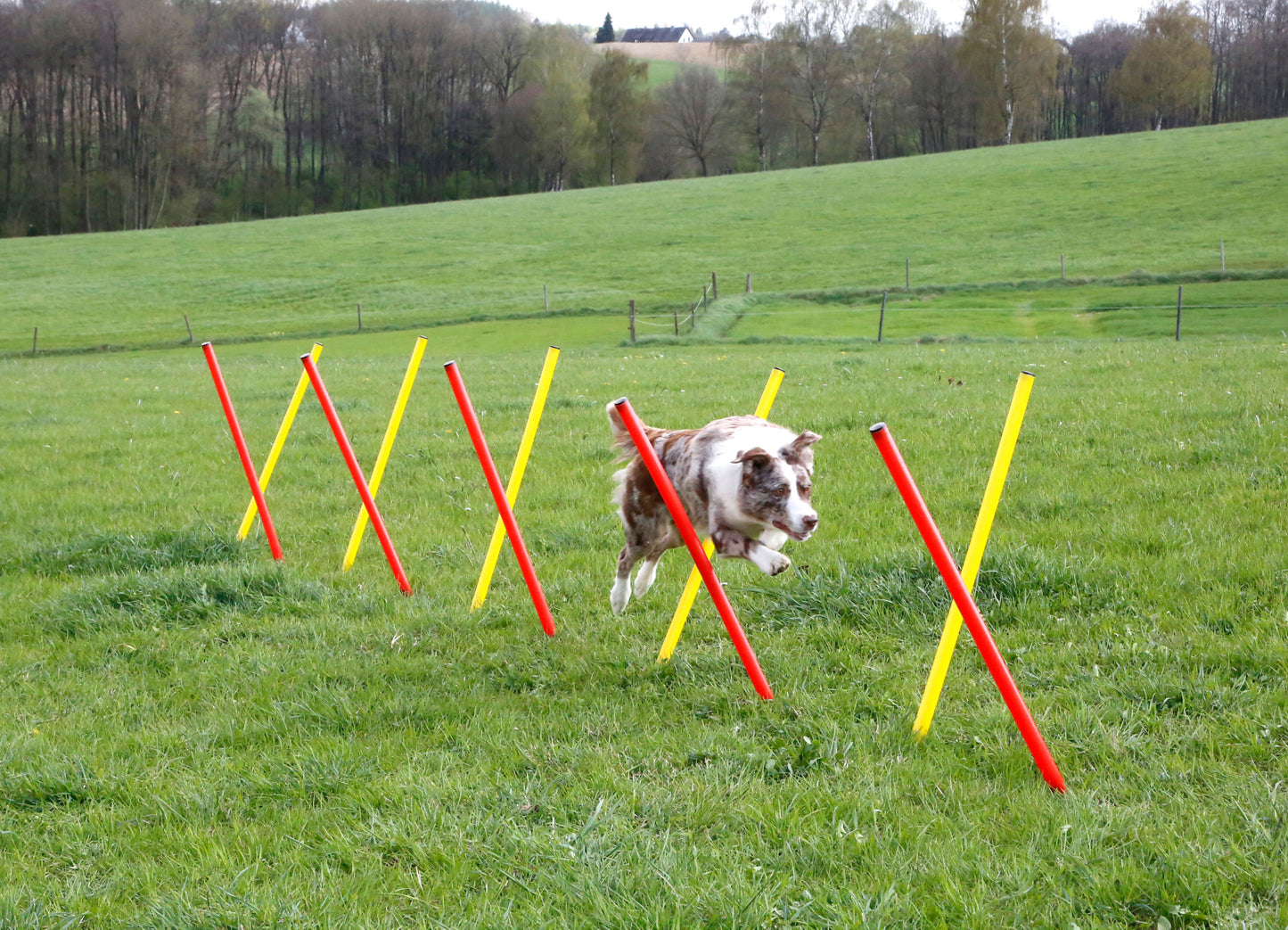 AGILITY spretnostni komplet za psa - rumen/rdec